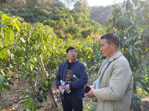 攀枝花民營企業(yè)科技助農(nóng)，助力芒果產(chǎn)業(yè)提質(zhì)增產(chǎn)——聚焦農(nóng)業(yè)病蟲害防治活動(dòng)