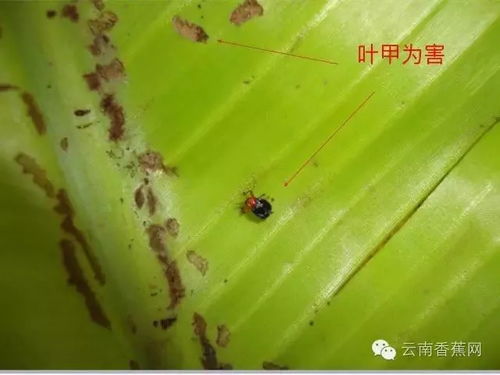 農(nóng)業(yè)措施為主，化學(xué)措施為輔 香蕉病蟲害防治的科學(xué)策略
