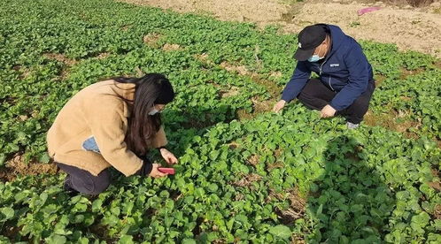 三聯三送三落實 春季農作物病蟲害防治措施看這里