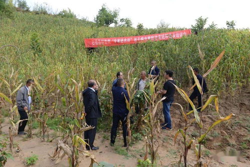 科技賦能田間地頭 縣科協(xié)全國(guó)科普日“專(zhuān)家進(jìn)農(nóng)田”系列培訓(xùn)活動(dòng)助力鄉(xiāng)村振興