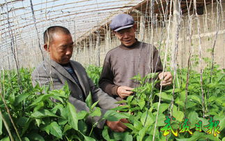 涼州區(qū)農(nóng)技人員深入田間，科技助力病蟲害防治